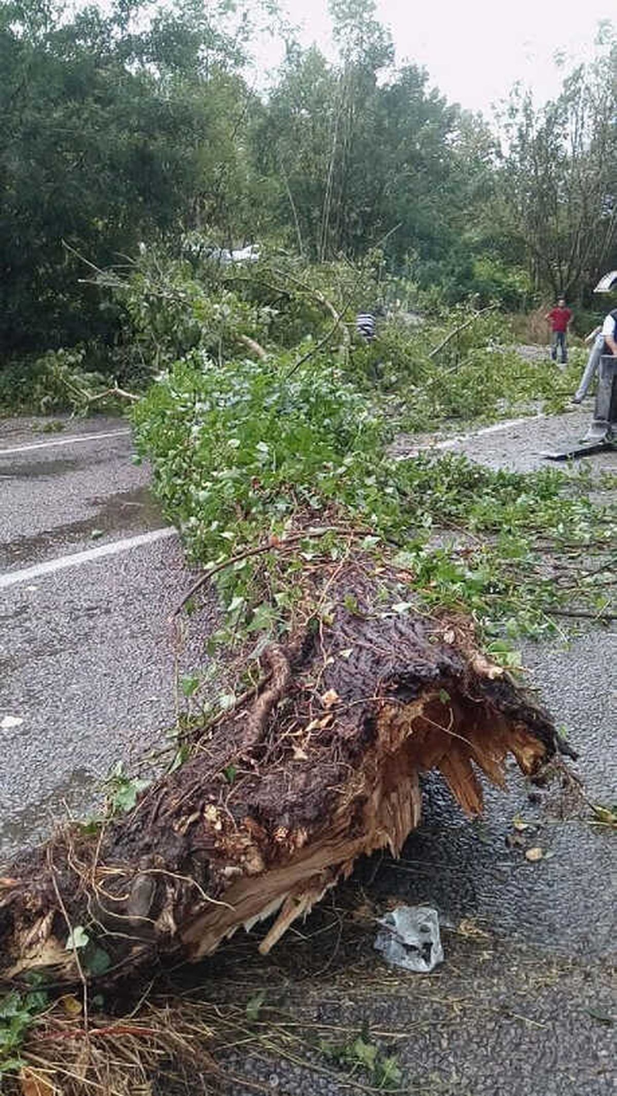 Bartın\'da Rüzgar Ağaçları Devirdi, Çatıyı Uçurdu: 1 Yaralı