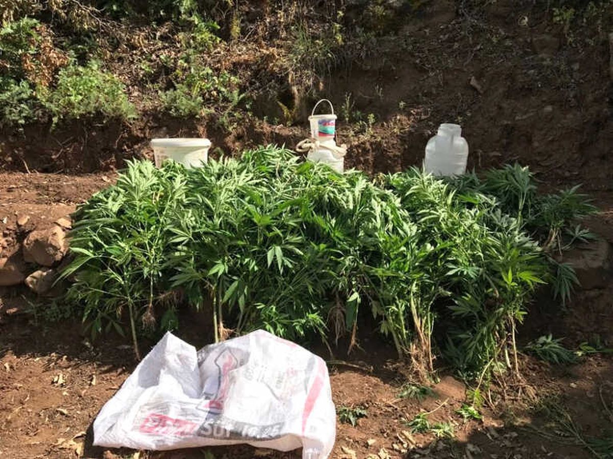 Bingöl\'de Bin 100 Kök Kenevir Bitkisi İmha Edildi