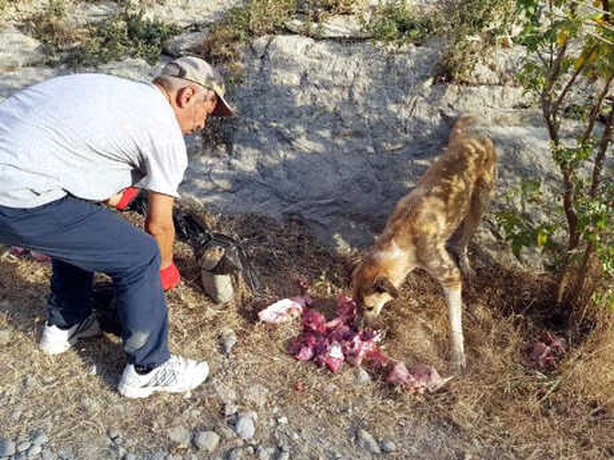 Botan Vadisi\'nin Başıboş Köpeklerini Besliyor