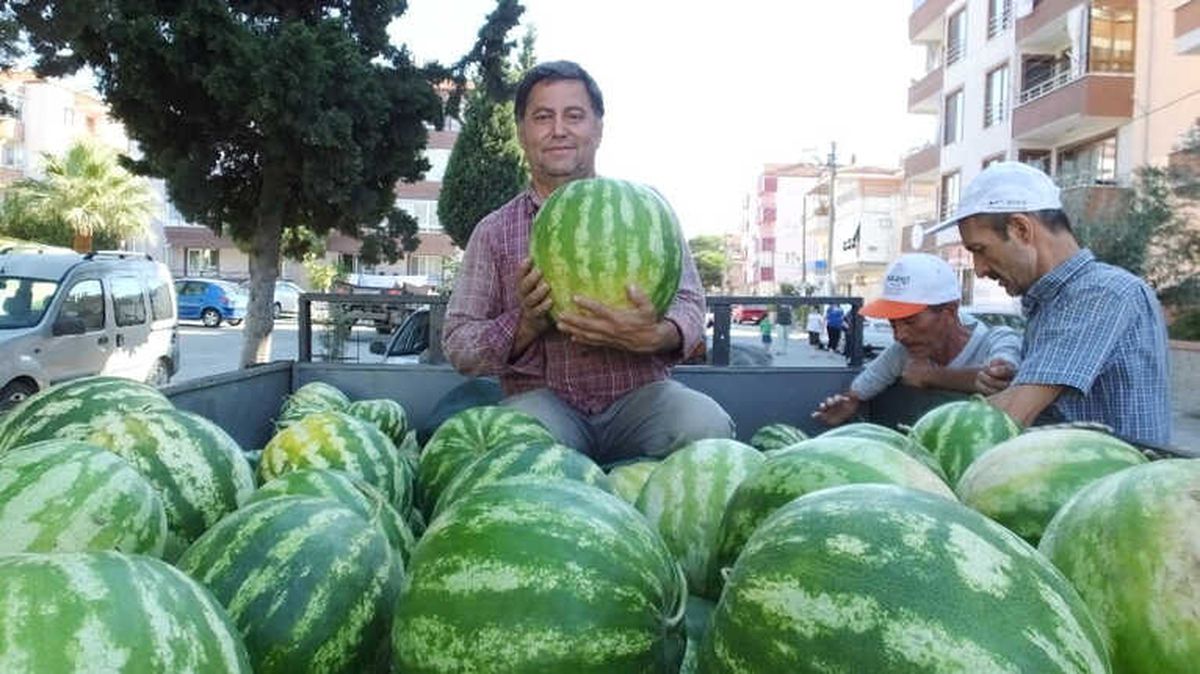 Burhaniye\'de Yerli Karpuz Çıktı