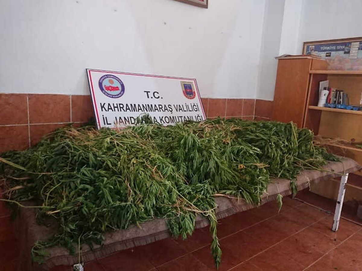 Fasulye ve Patatesler Arasına Ekilmiş 5 Bin 13 Kök Kenevir Ele Geçirildi