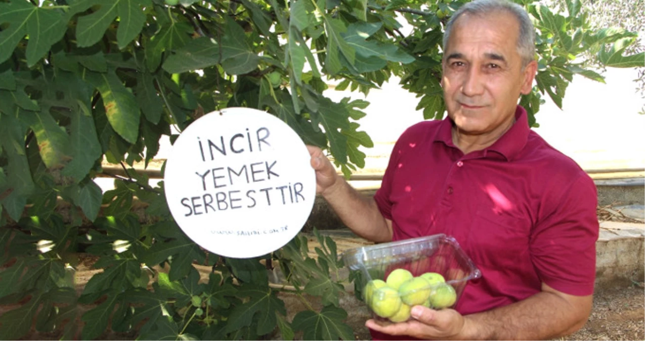 İncirinden Yiyen Olmayınca Bahçesine "Yemek Serbesttir" Tabelası Astı