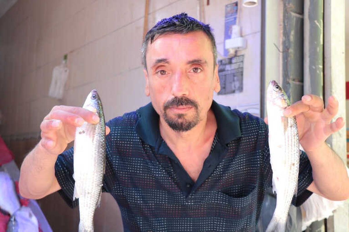 Karadeniz\'de "Kefal" Bolluğu
