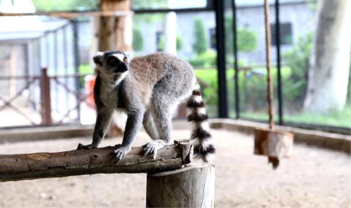 Mersin\'in Yeni Misafirleri Halka Kuyruklu Lemurlar