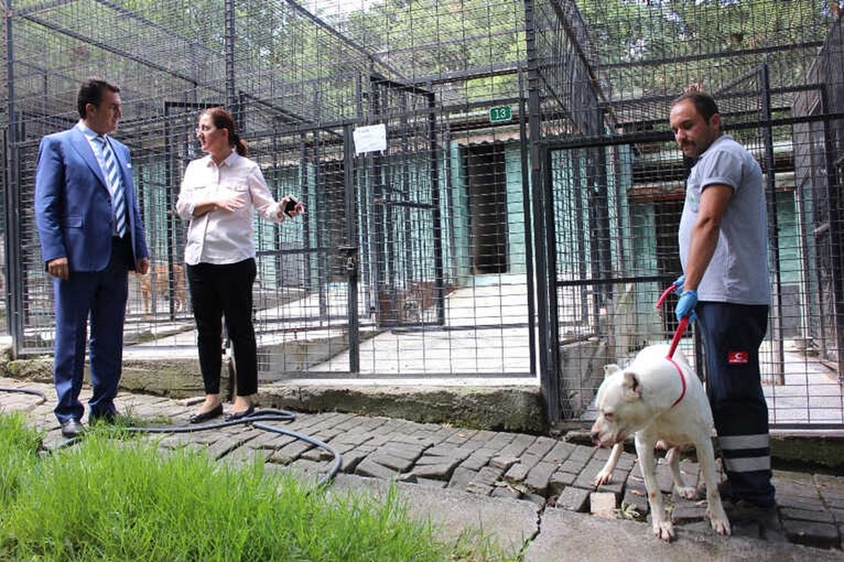 Osmangazi Belediyesi Sokak Hayvanlarına Sahip Çıktı