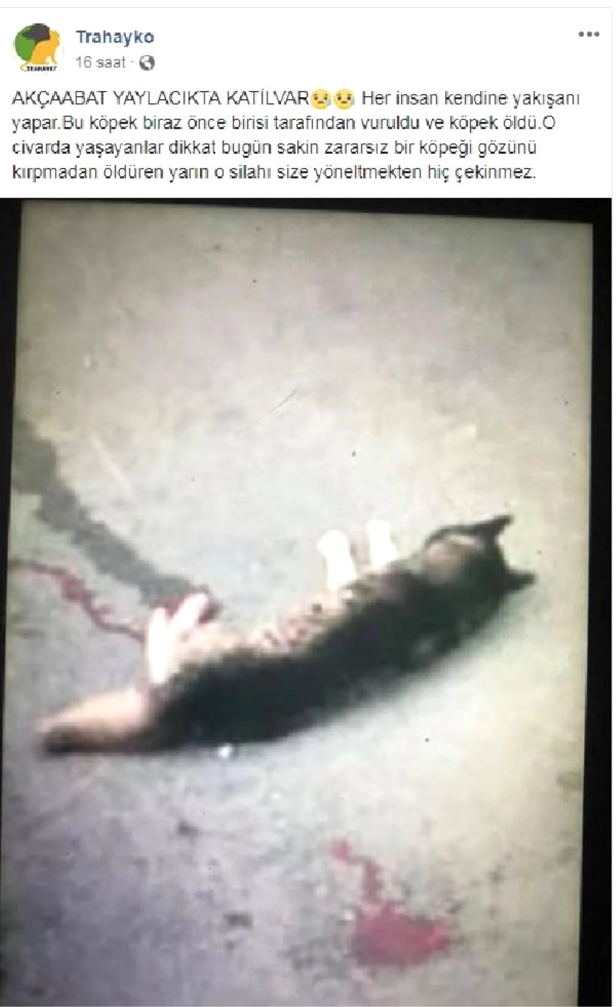 Trabzon\'da Sokak Köpeği Tüfekle Vurularak Öldürüldü