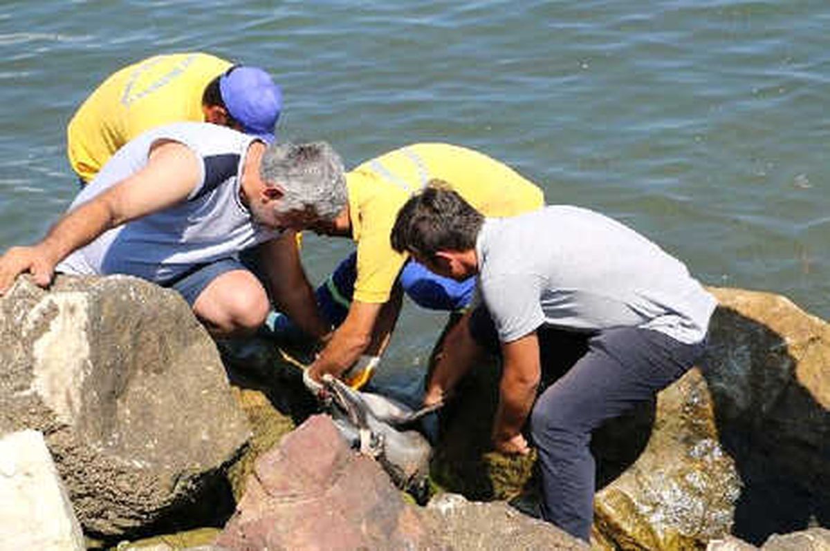 Yalova\'da Kıyıya Ölü Yunus Vurdu