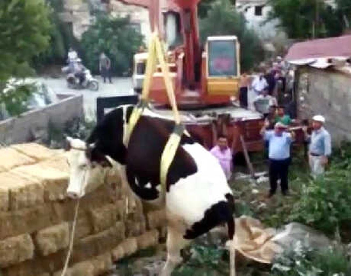 Ahır Çatısına Çıkan İnek Vinçle İndirildi