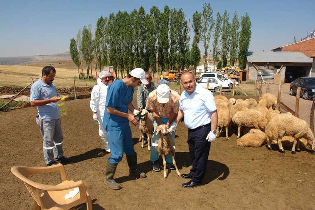 Aşılama ve Küpeleme Çalışmaları Devam Ediyor