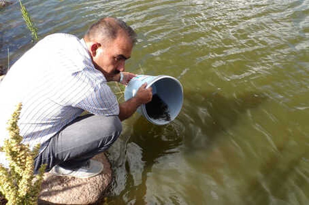 Göletlere 110 Bin Yavru Balık Bırakıldı