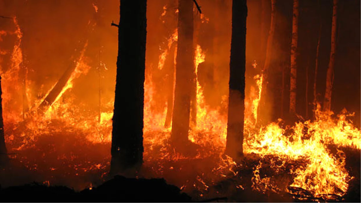 İsveç\'te Son 24 Saatte 80 Yerde Orman Yangını Çıktı