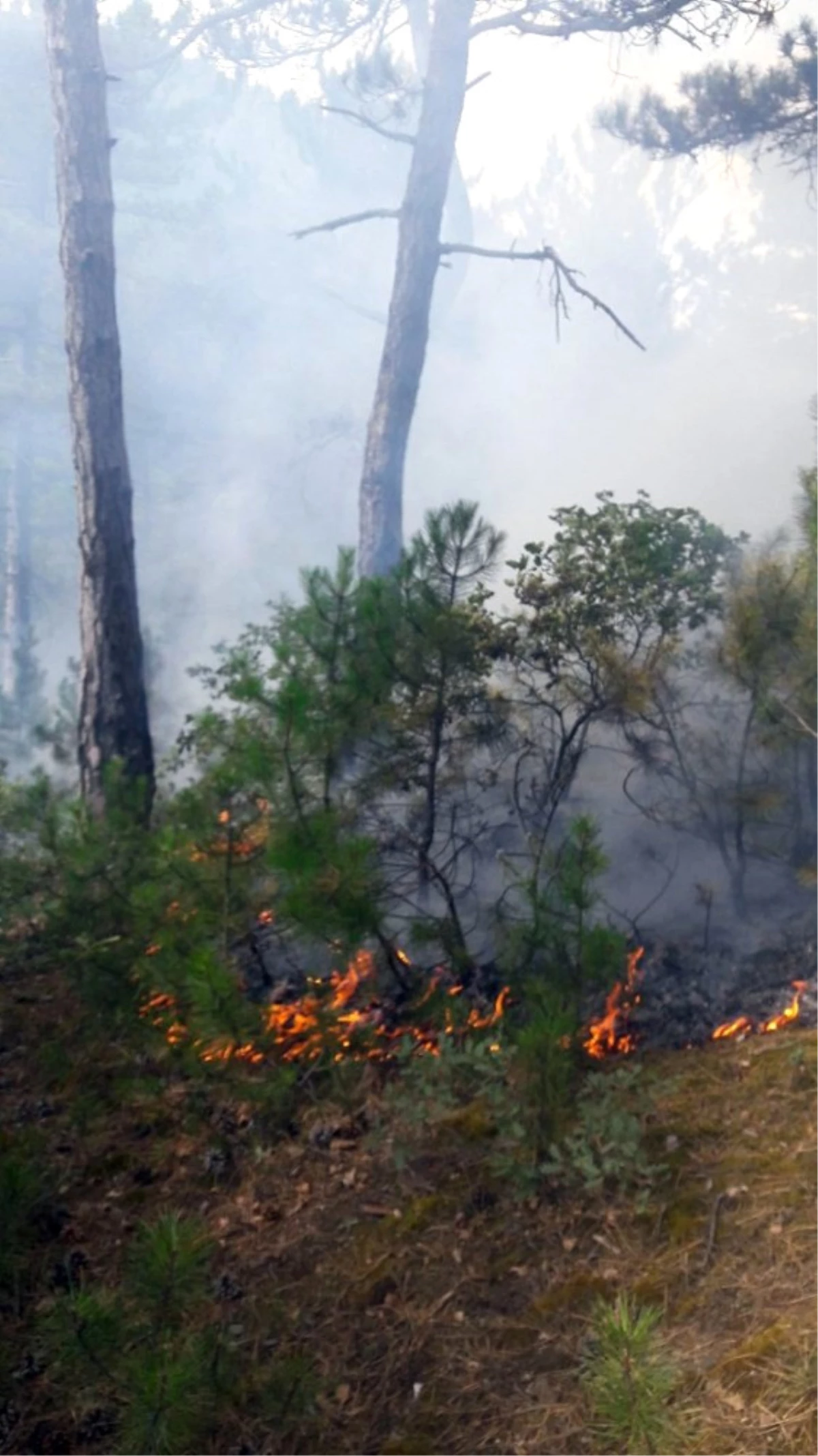 Kastamonu\'da Orman Yangınını Söndürme Çalışmaları Sürüyor