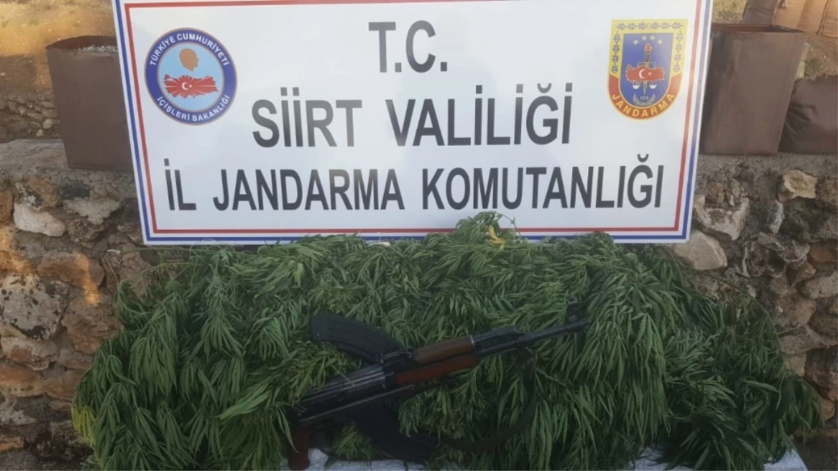 Siirt\'te Kalaşnikof Silah ve Kenevir Bitkisi Ele Geçirildi