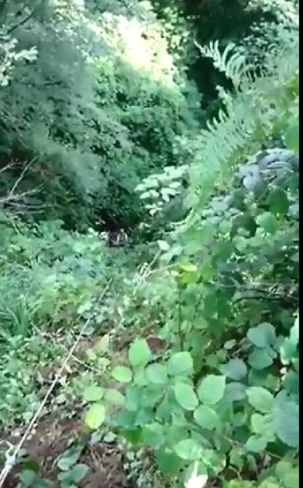 Yaş Çay Dolu Telis Yamaçtan Yuvarlandı, İşçiler Çıkarmak İçin Çabaladı