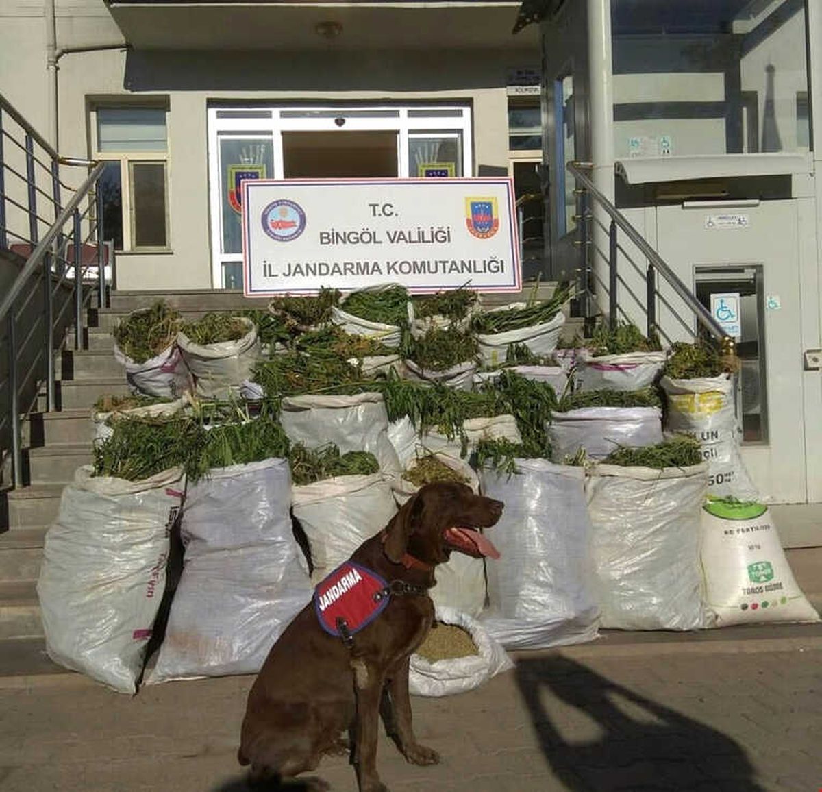 Bingöl\'de 300 Kilogram Esrar Ele Geçirildi
