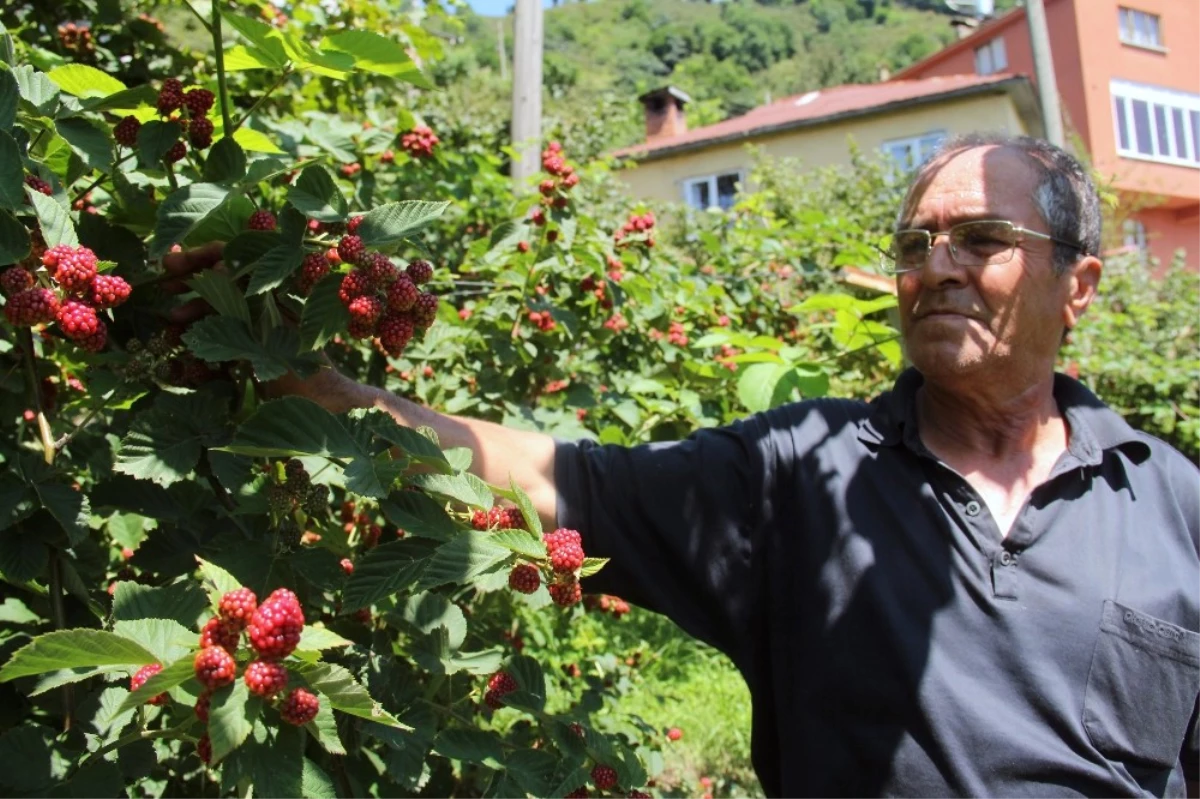 Giresunlu Çiftçi, Yenilikçi Çalışmalarıyla Örnek Oldu