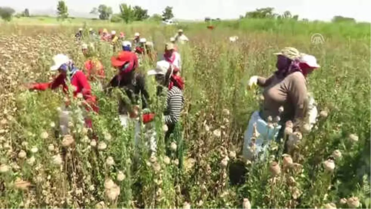 Haşhaş Kırımı Yapan Kadınların Zorlu Mesaisi