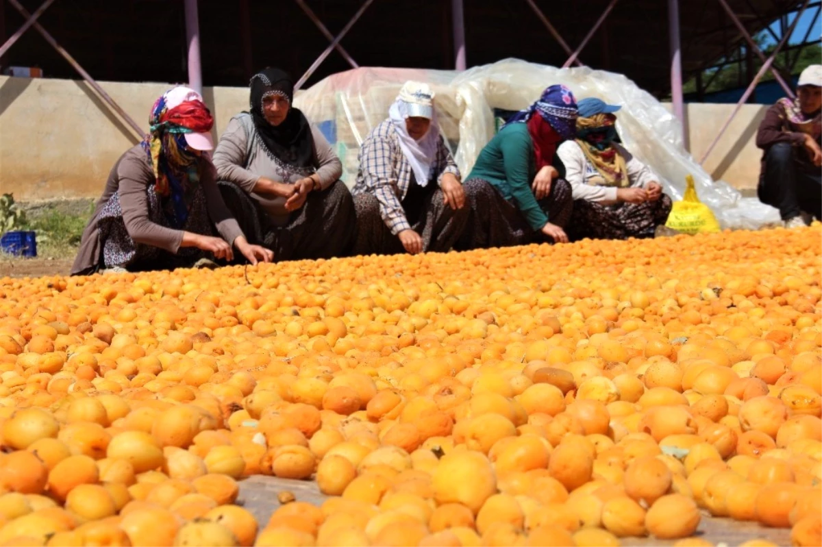 Kayısı, Kadınlar İçin İş Kapısı Oldu