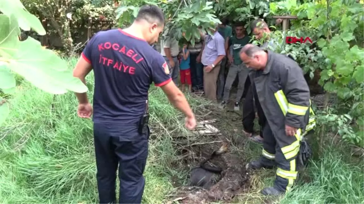 Kocaeli Su Kuyusuna Düşen İnek Boğularak Telef Oldu Hd