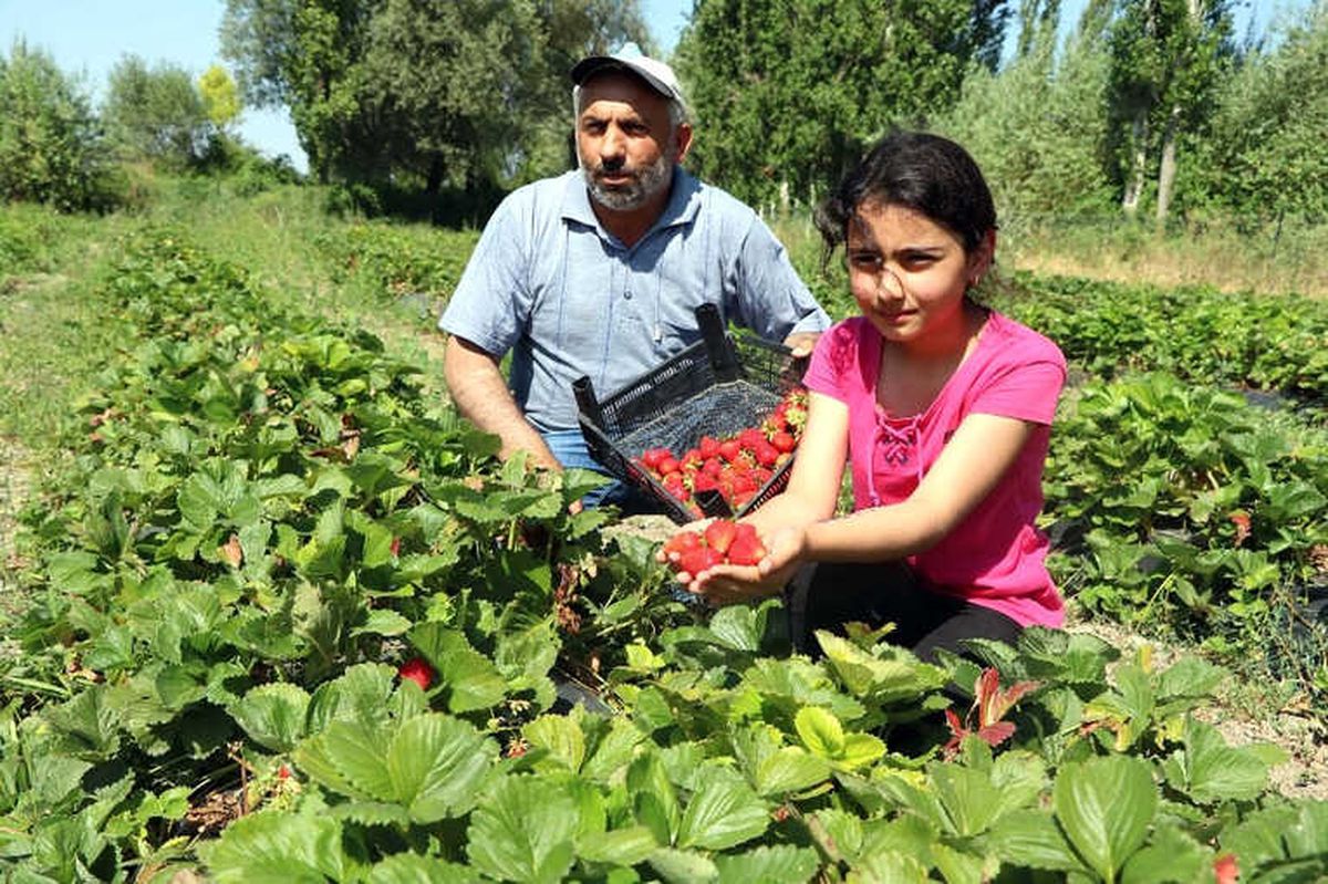 Köylüler Göçmesin Diye Alternatif Ürüne Yönelen Muhtar Örnek Oldu