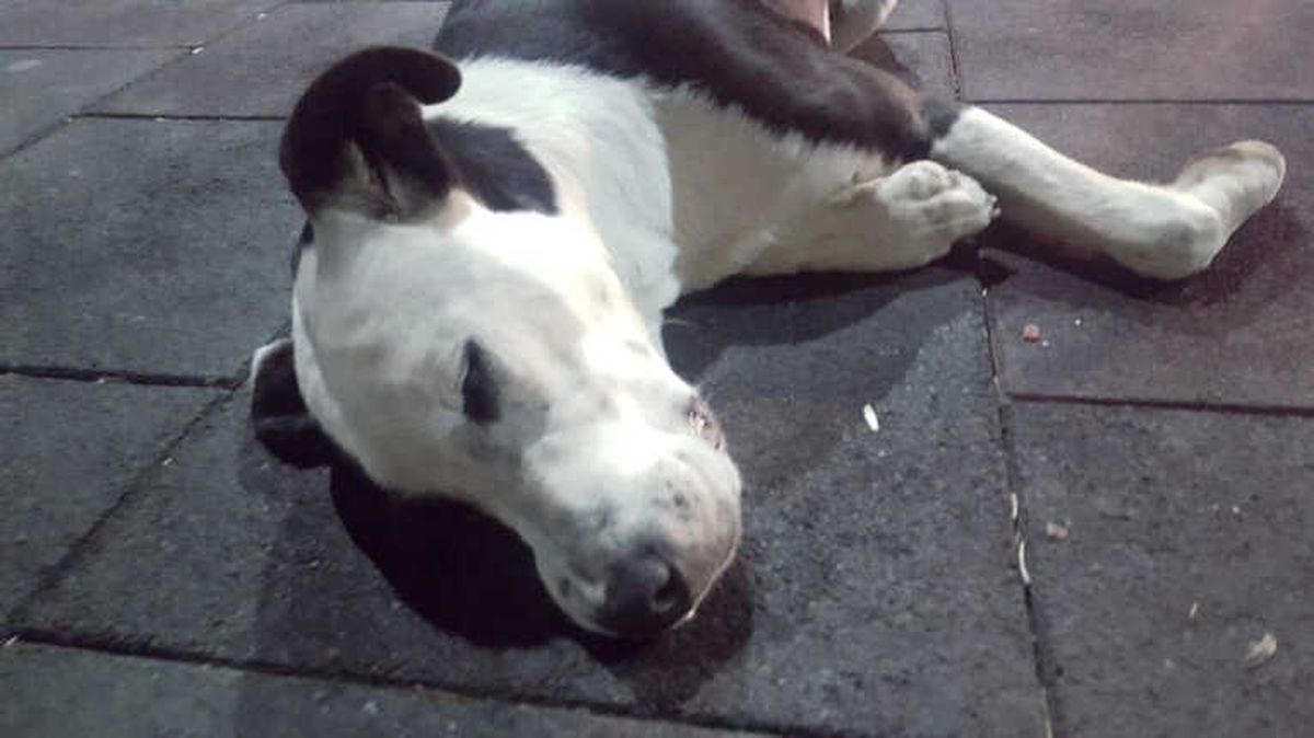 Nevşehir\'in Gülşehir İlçesinde 3 Köpeğin Belediye Görevlilerince Öldürüldüğü İddiası