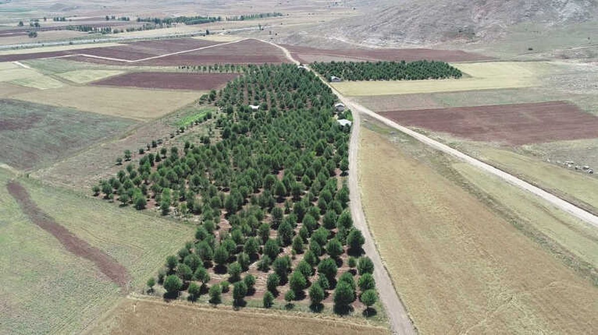 Aç Ayılar Vişne Bahçesini Talan Etti