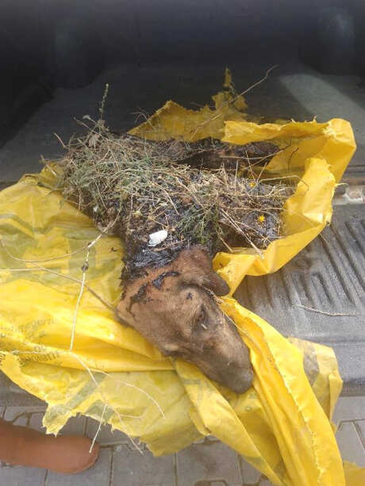 Zift Dolu Çukura Düşen Köpek Öldü