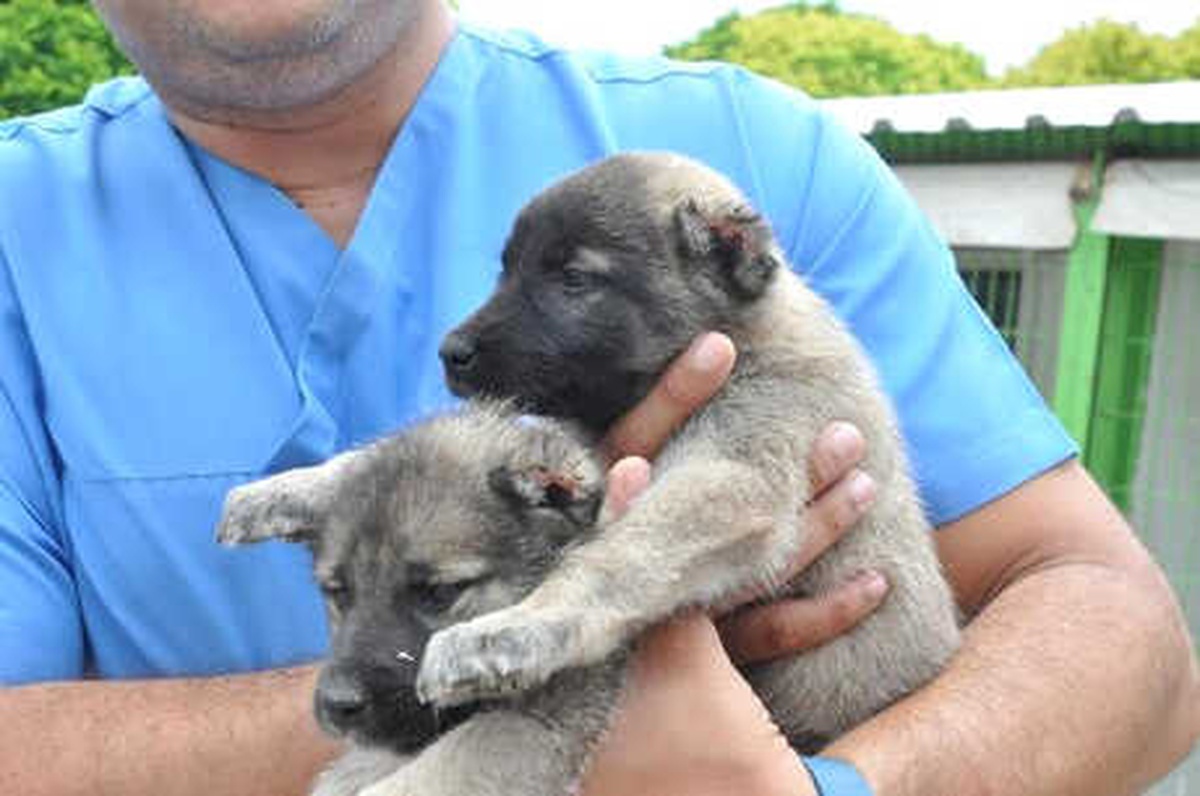 8 Yavru Köpeğin Kulaklarını Kesip Barınağa Bıraktılar