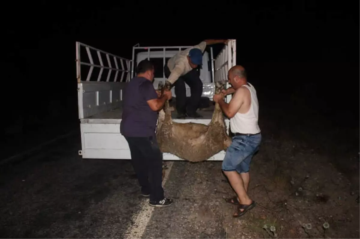 Alkollü Sürücü Çobana ve Koyunlara Çarptı