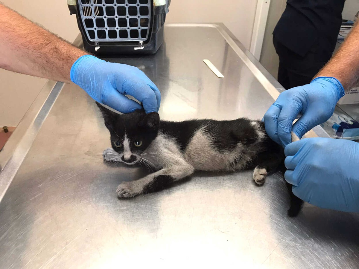 Bursaray İstasyonuna Sıkışan Kedi Kurtarıldı