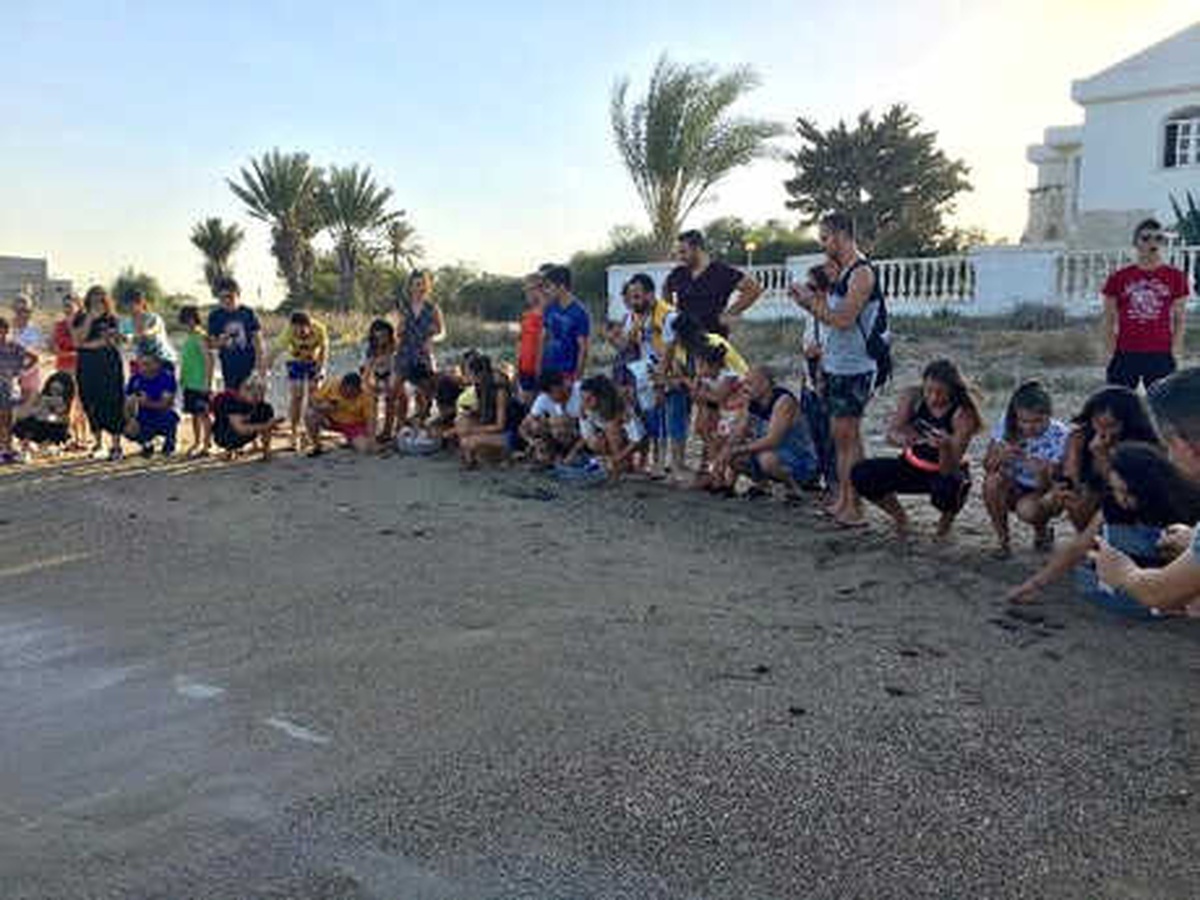 Daü Caretta Caretta Yavrularını Denizle Buluşturdu
