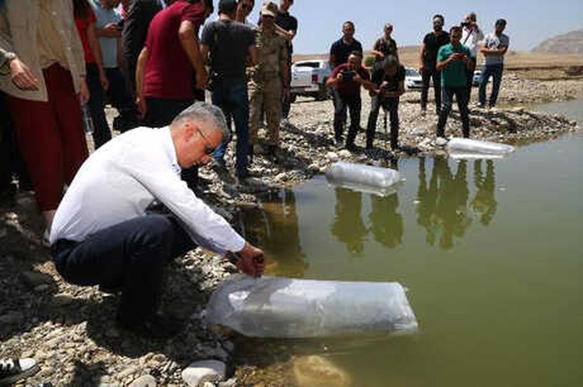 Dicle Nehri ve Dirsekli Göleti\'ne 90 Bin Yavru Sazan Bırakıldı
