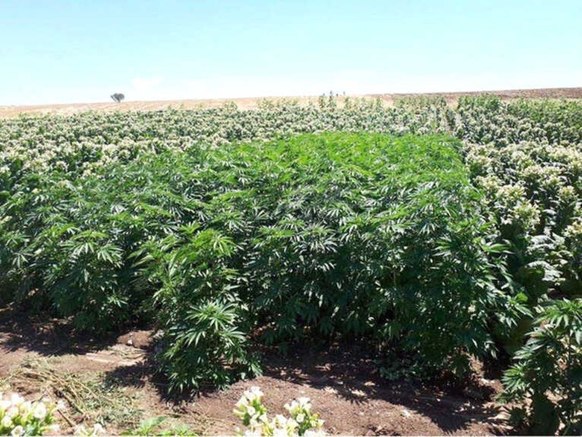 Diyarbakır\'da 123 Bin Kök Kenevir Ele Geçirildi