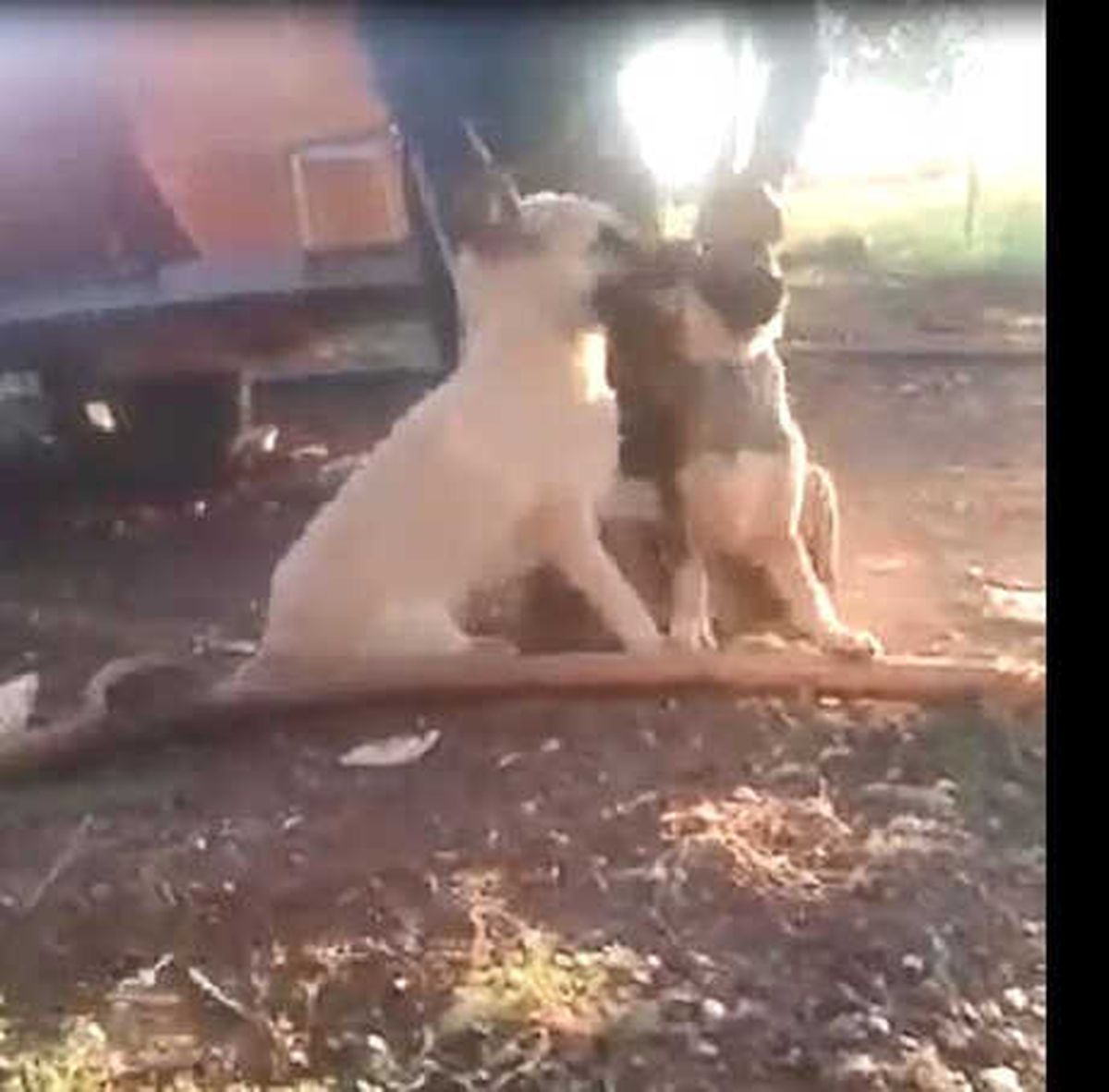 Diyarbakır\'da Çoban Köpeklerini Dövüştürüp Görüntüleri Paylaştılar