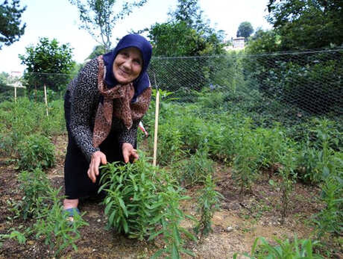 Doğu Karadeniz\'in Yeni Tarım Ürünü: Stevia