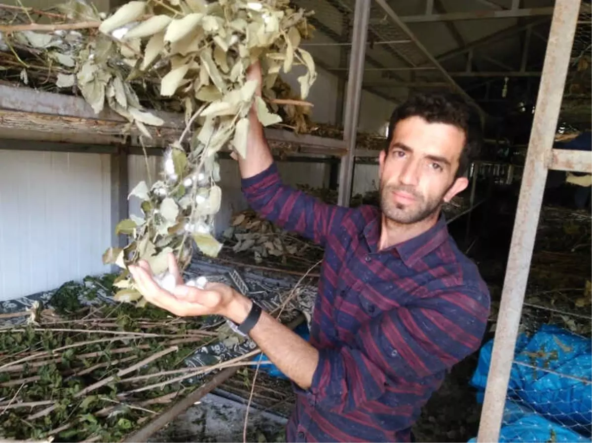 Kullanılmayan Köy Evleri İpek Böceği Besim Evlerine Dönüştürülüyor