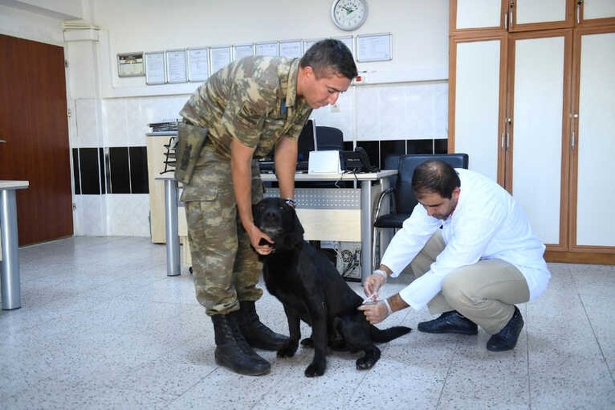 Mayın Arama Köpeklerinin Tedavisi Malatya\'da Yapıldı