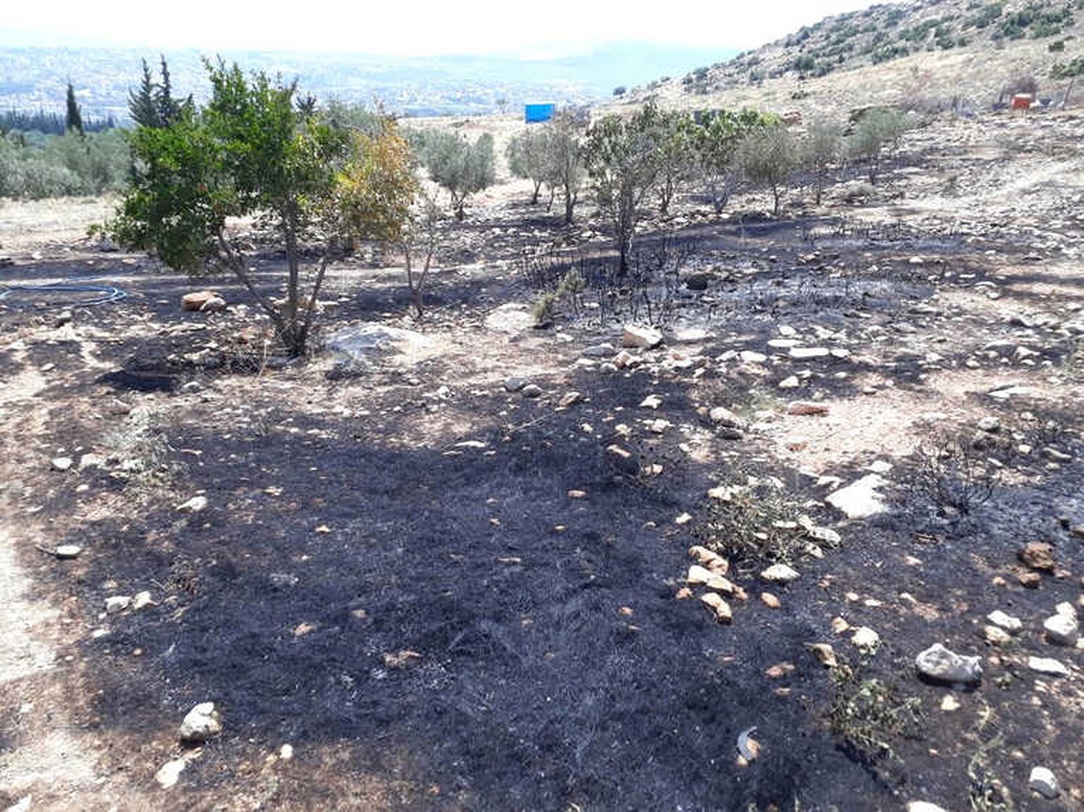 Mersin\'de Zeytinlik ve Ormanlık Alanda Çıkan Yangın Korkuttu
