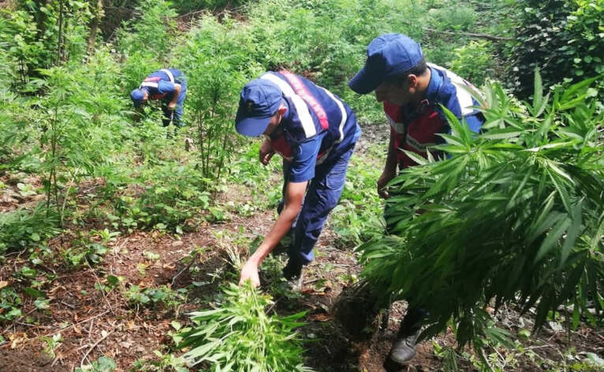 Sakarya\'da 605 Kök Hint Keneviri Ele Geçirildi
