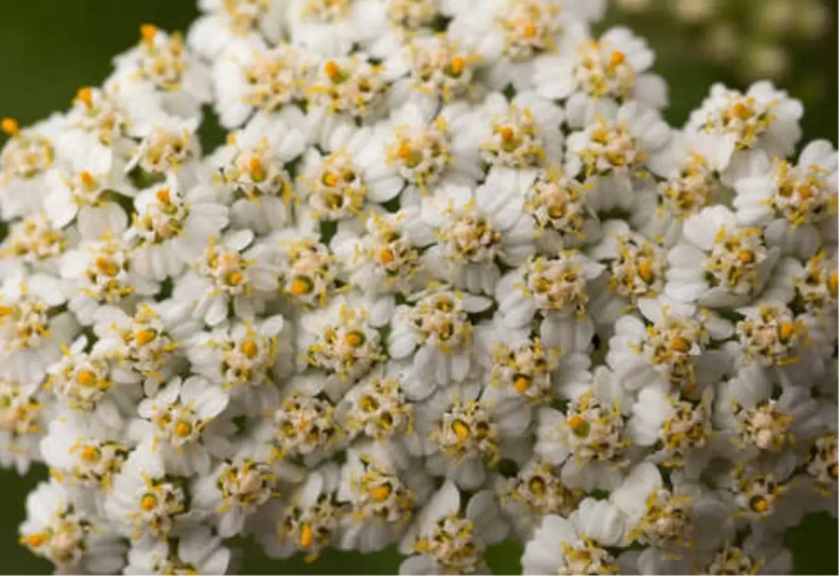 Cıvan Perçemi Nedir,nasıl Kullanılır?