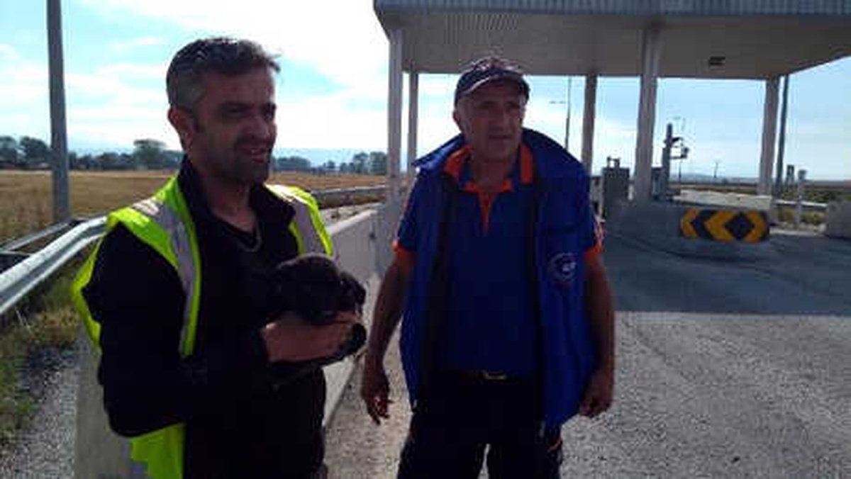 Beton Bariyerin Altına Sıkışan Yavru Köpekleri Afad Kurtardı