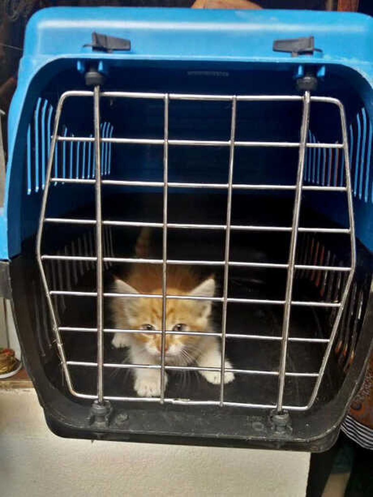 Binanın Havalandırma Boşluğuna Düşen Yavru Kedi Kurtarıldı