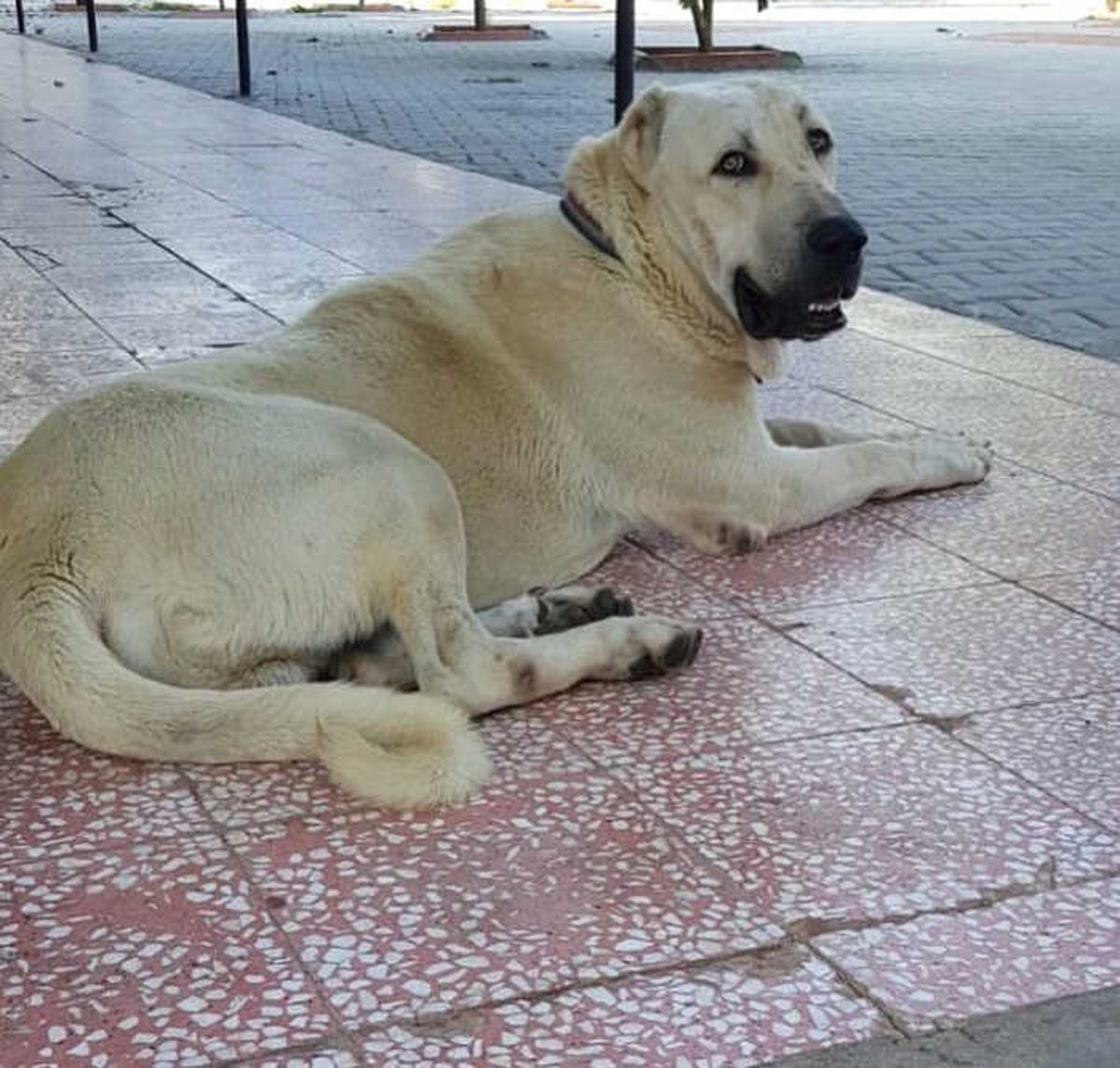 Bu Köpeği Bulana Antalya\'da Bir Hafta Tatil