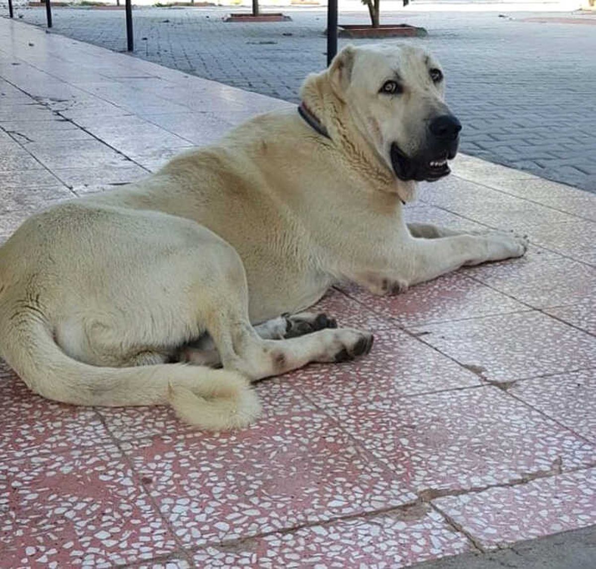 Bu Köpeği Bulana Antalya\'da Bir Hafta Tatil