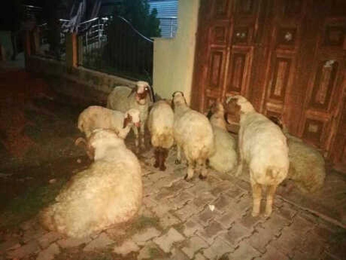 Çalınan Küçükbaşlar, Polis Tarafından Bulundu