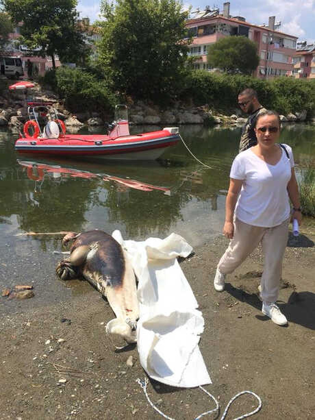 Edremit Açıklarında, Silahla Öldürülmüş Yunus Bulundu