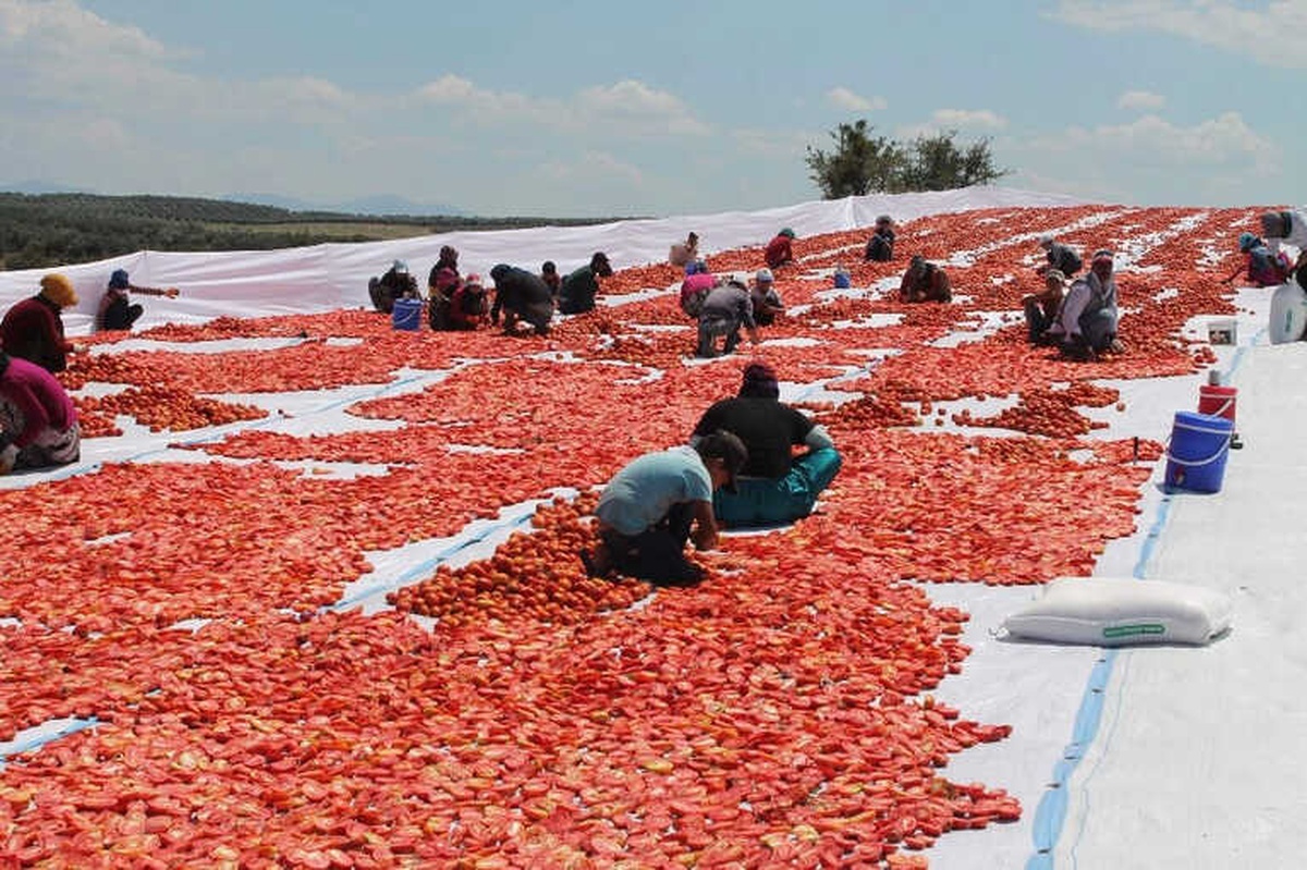 Manisa\'nın Kurutulmuş Domatesleri Dünya Pazarında