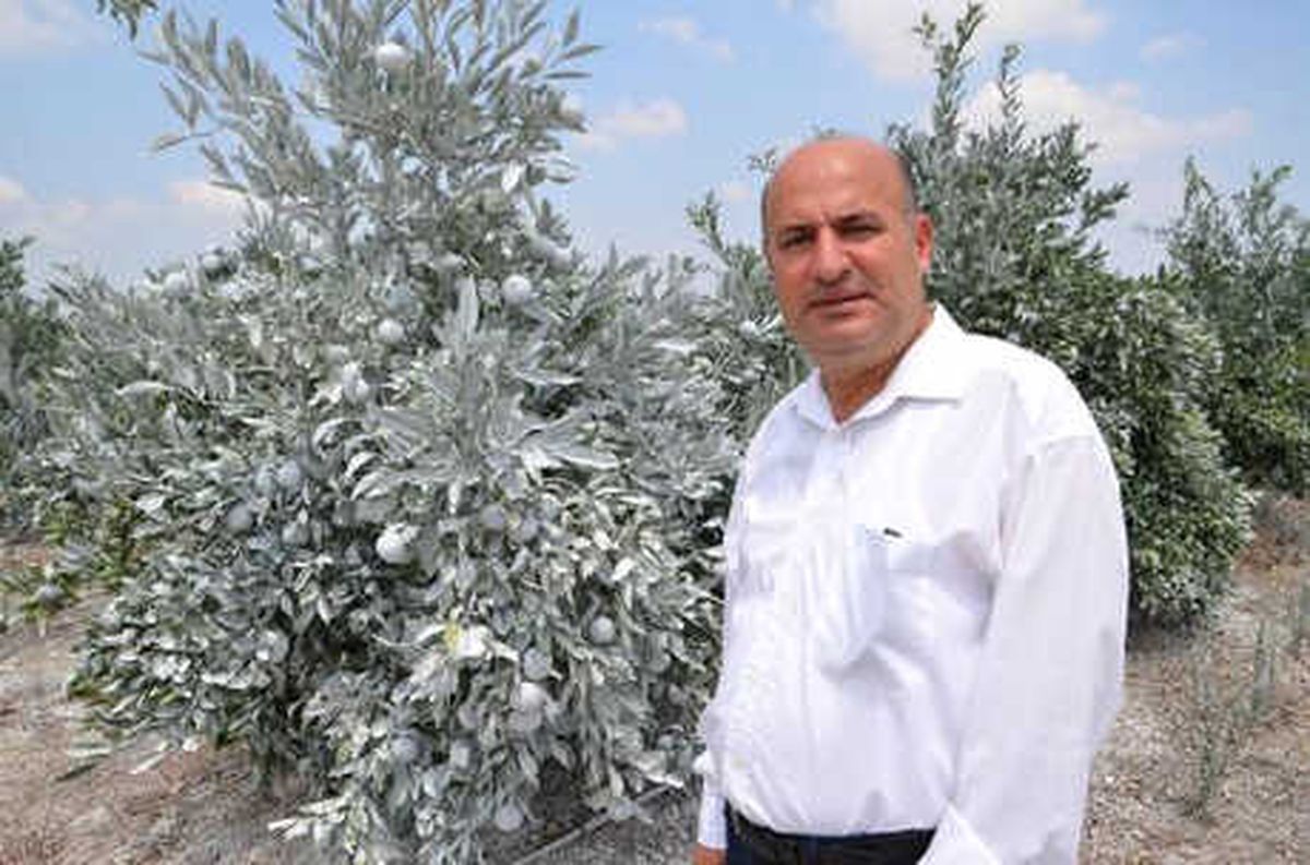 Narenciyede \'Beyaz\' Önlem