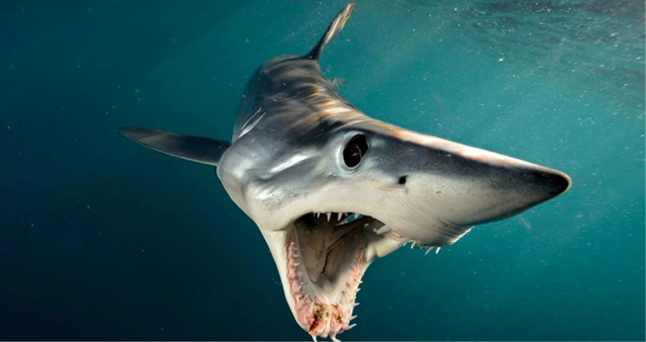 New York\'ta 70 Yıl Sonra İlk Defa Köpekbalığı Saldırısı Yaşandı, 2 Çocuk Yaralandı