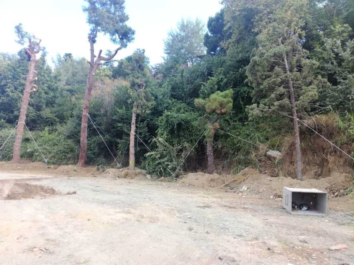 Otopark İnşaatı İçin Sökülen 40 Ağaç Nakledildi
